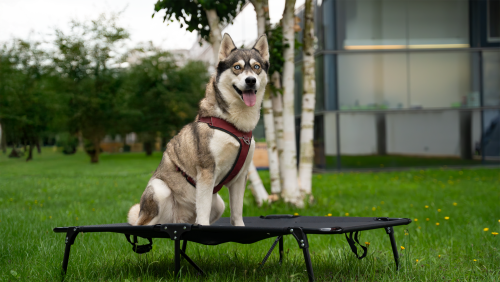 Berger faltbares Hundebett PfotenRuhe klein bis 40 kg (L) - Hundezubehör