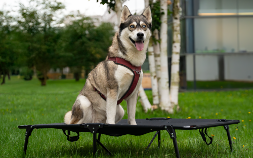Berger SnoozeNest faltbares Hundebett klein bis 40 kg (L) - Hundezubehör